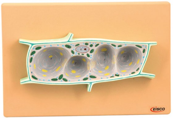 modele-cellule-plante