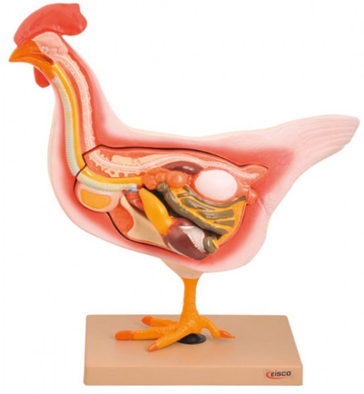 modele-dissection-poule