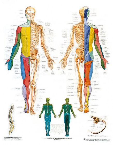 nerfs-spinaux