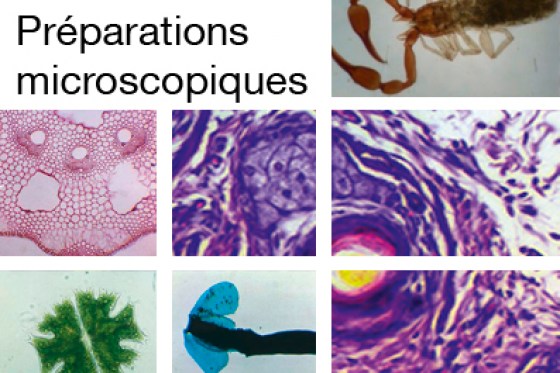 preparations-microscopiques111