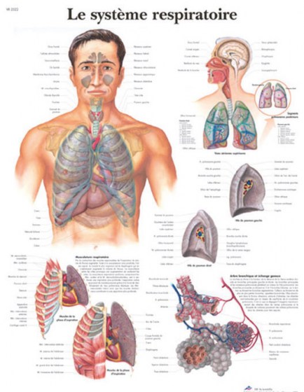 systeme-respiratoire