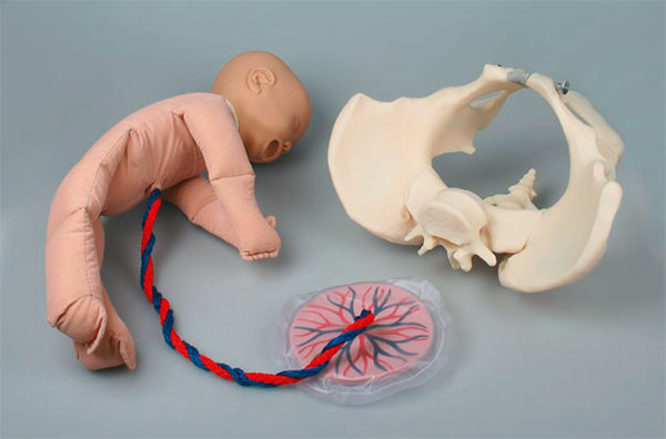 BIOLAB - Modèle Economique de l'Accouchement avec Foetus, Placenta