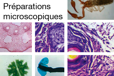 BIOLAB - Préparation Microscopique (Gymnospermes) - Pollen de pin  (ballonnets aérifères)