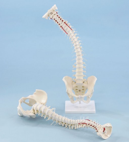 colonne-vertebrale-avec-bassin2