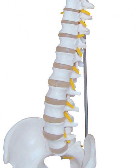 colonne-vertebrale-bassin2