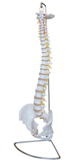 colonne-vertebrale-bassin