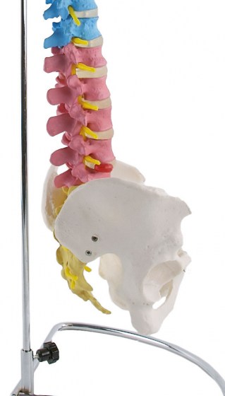 colonne-vertebrale2