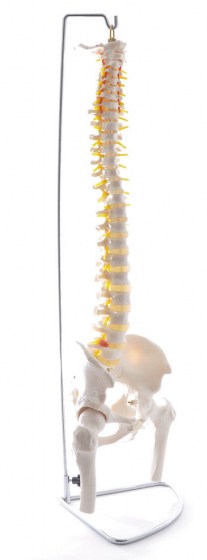 colonne-vertebrale3