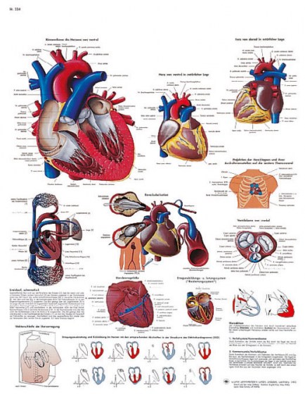 le-coeur