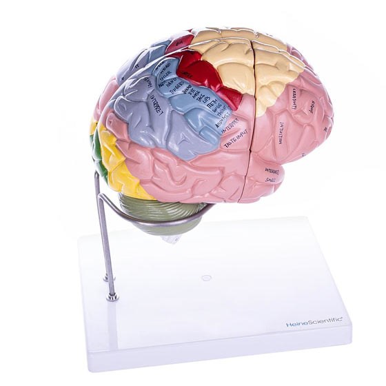 modele-cerveau26