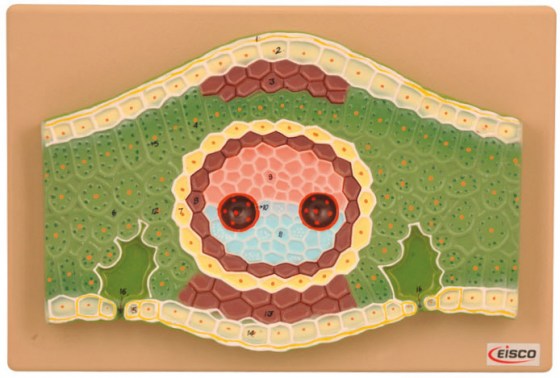 monocotyledone