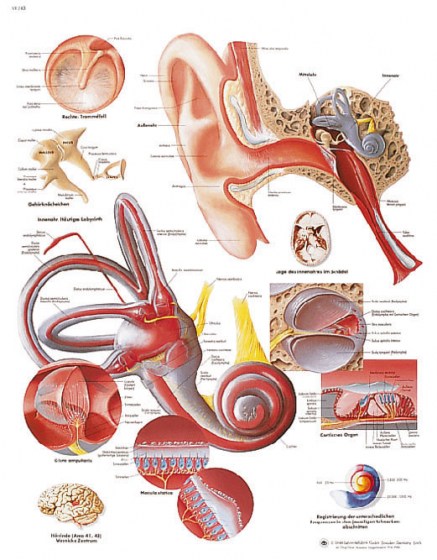 oreille