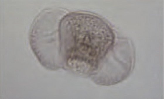 pollen22