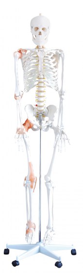 squelette-humain-flexible