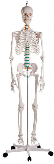 squelette-humain-pedagogique