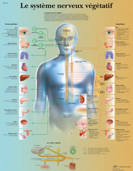 systeme-nerveux-vegetatif