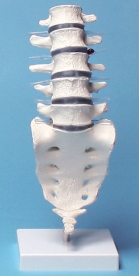 vertebres-lombaires